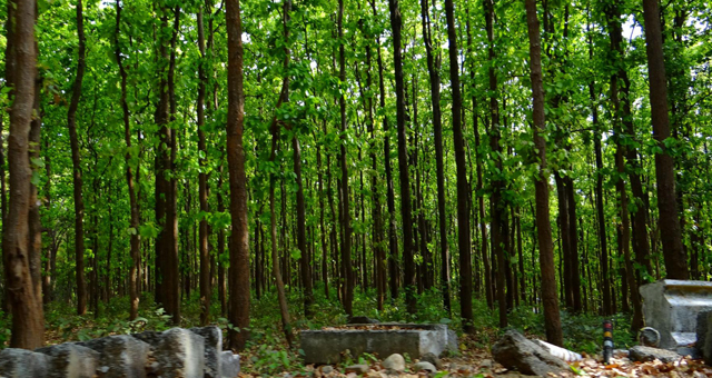 Sal Trees in Kanha National Park