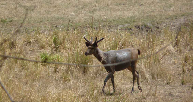 kanha national park wildlife