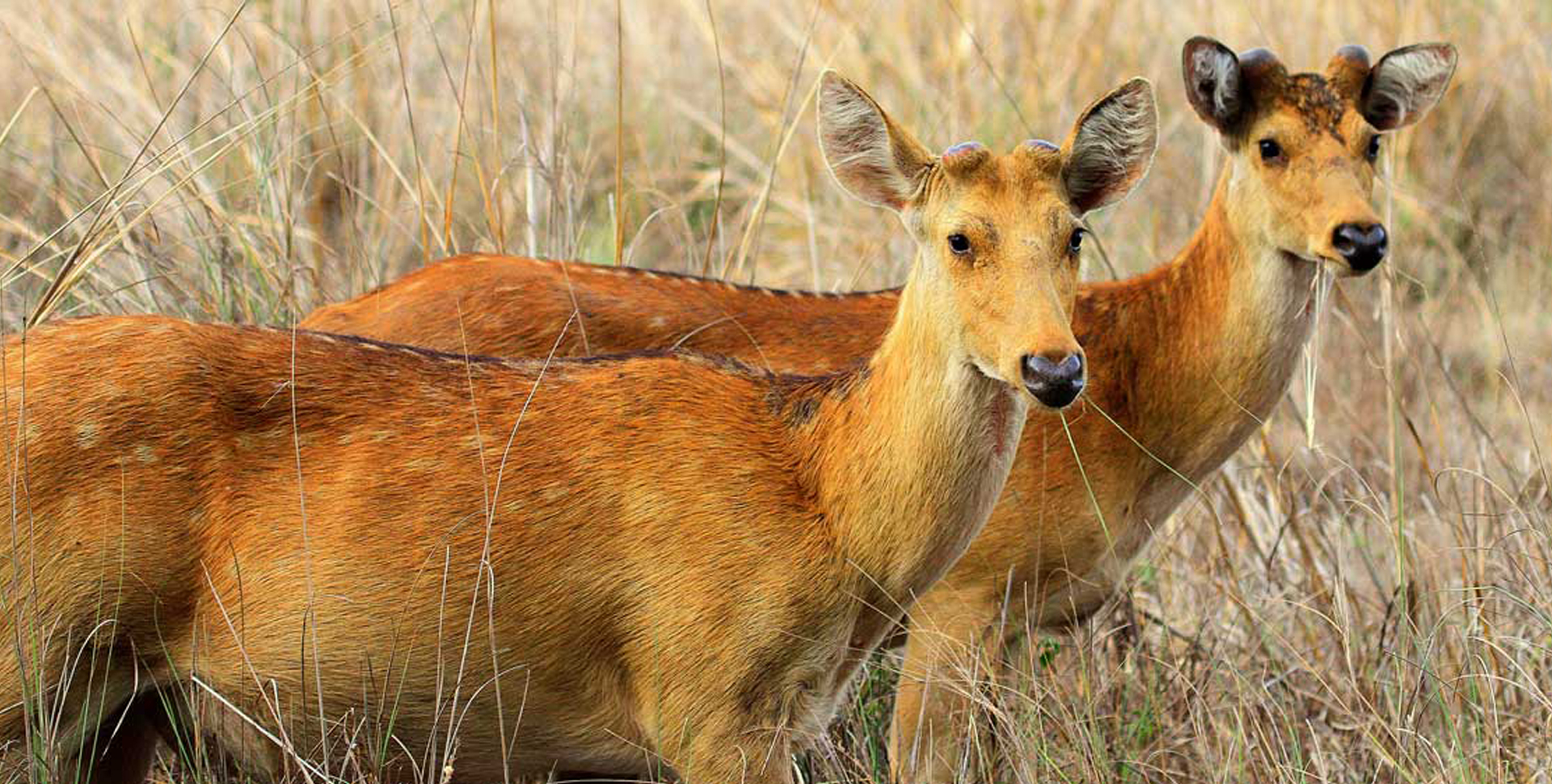 Animals in Kanha National Park